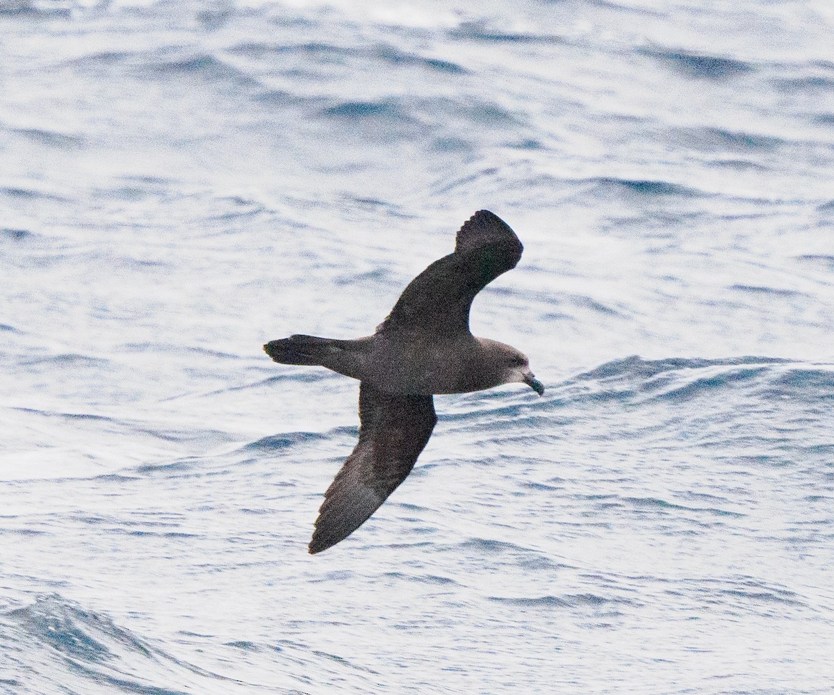Gray-faced Petrel - ML639260756