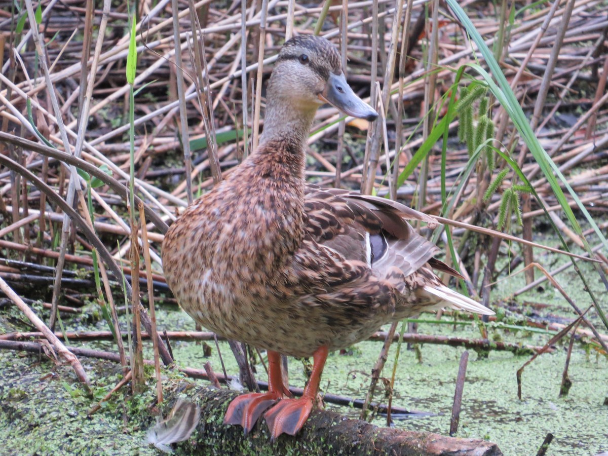 Mallard - ML639260761