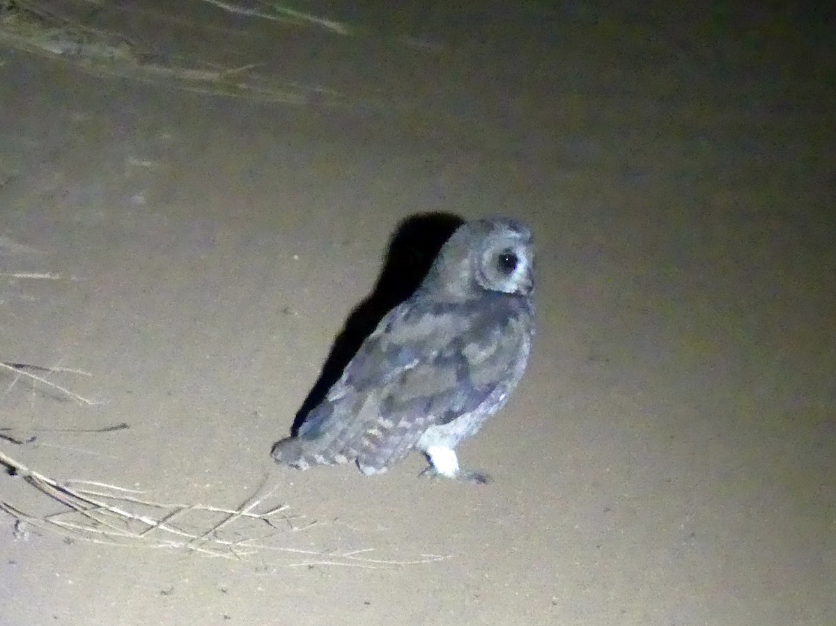 Marsh Owl - ML639260764