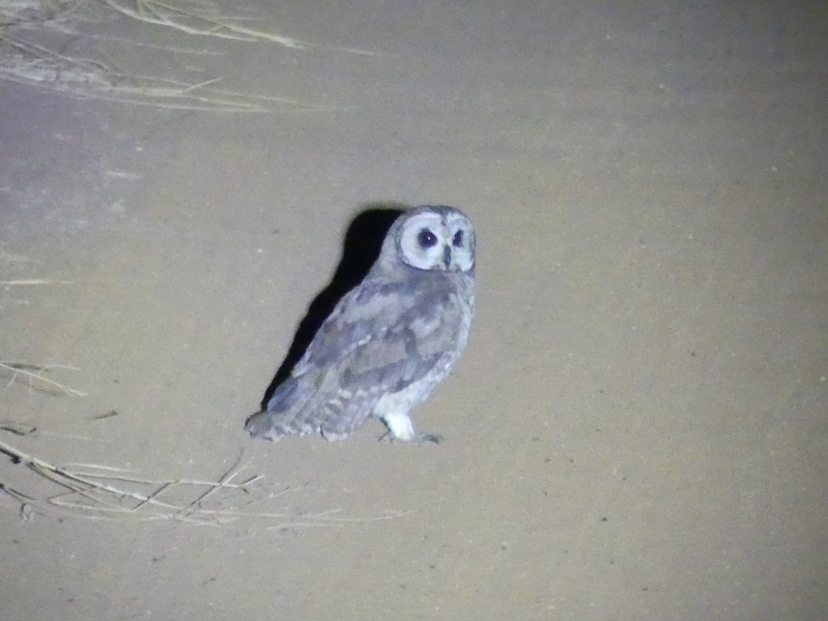 Marsh Owl - ML639260766