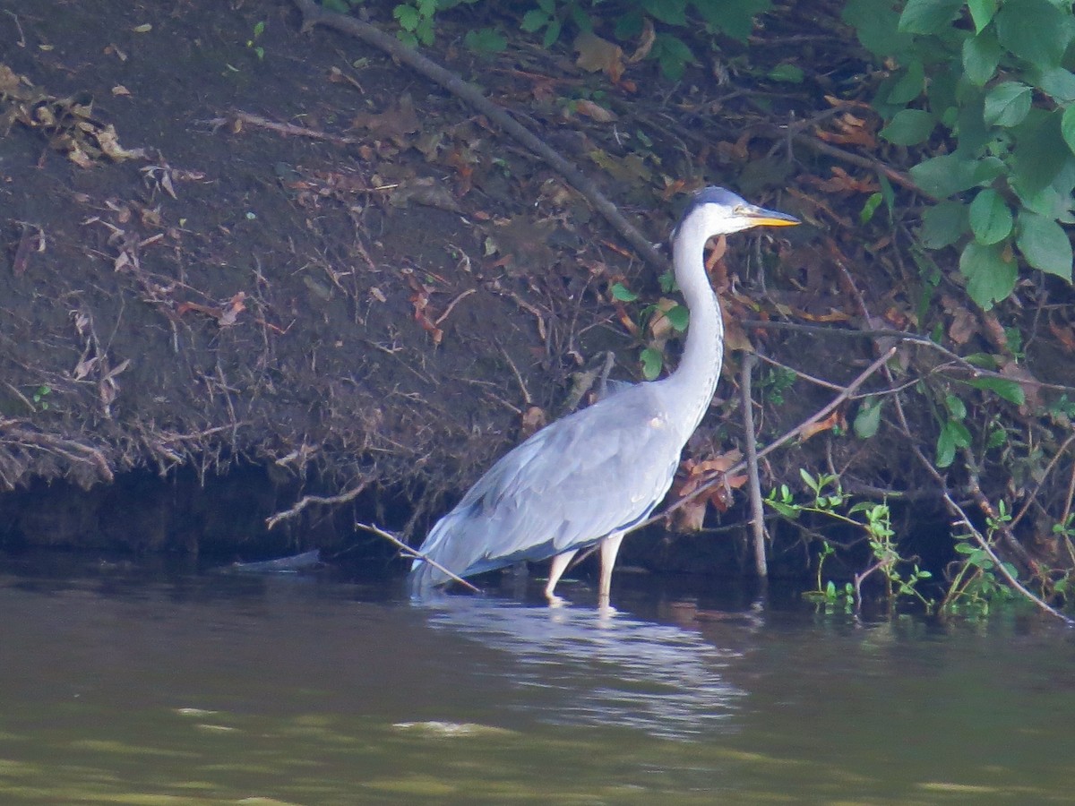 Gray Heron - ML639260780
