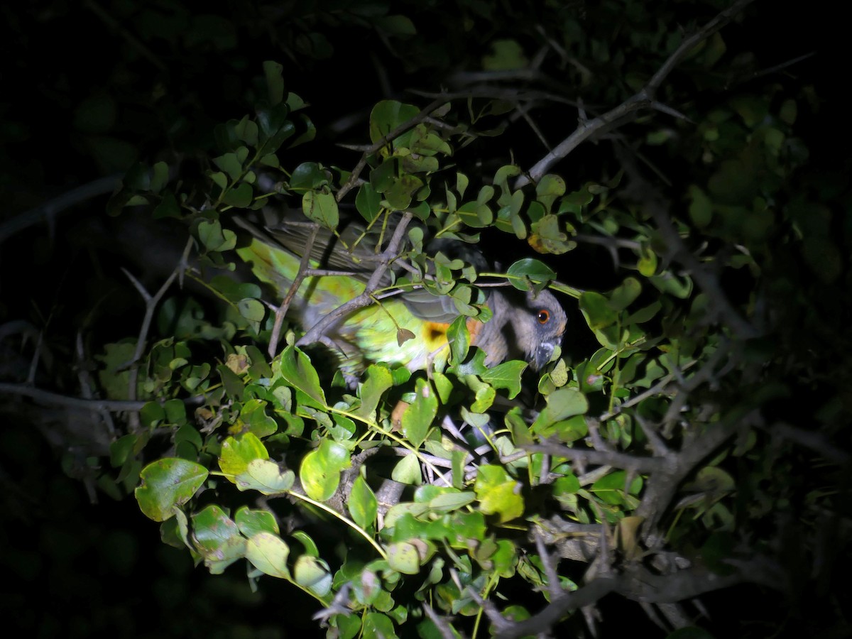 Red-bellied Parrot - ML639260783