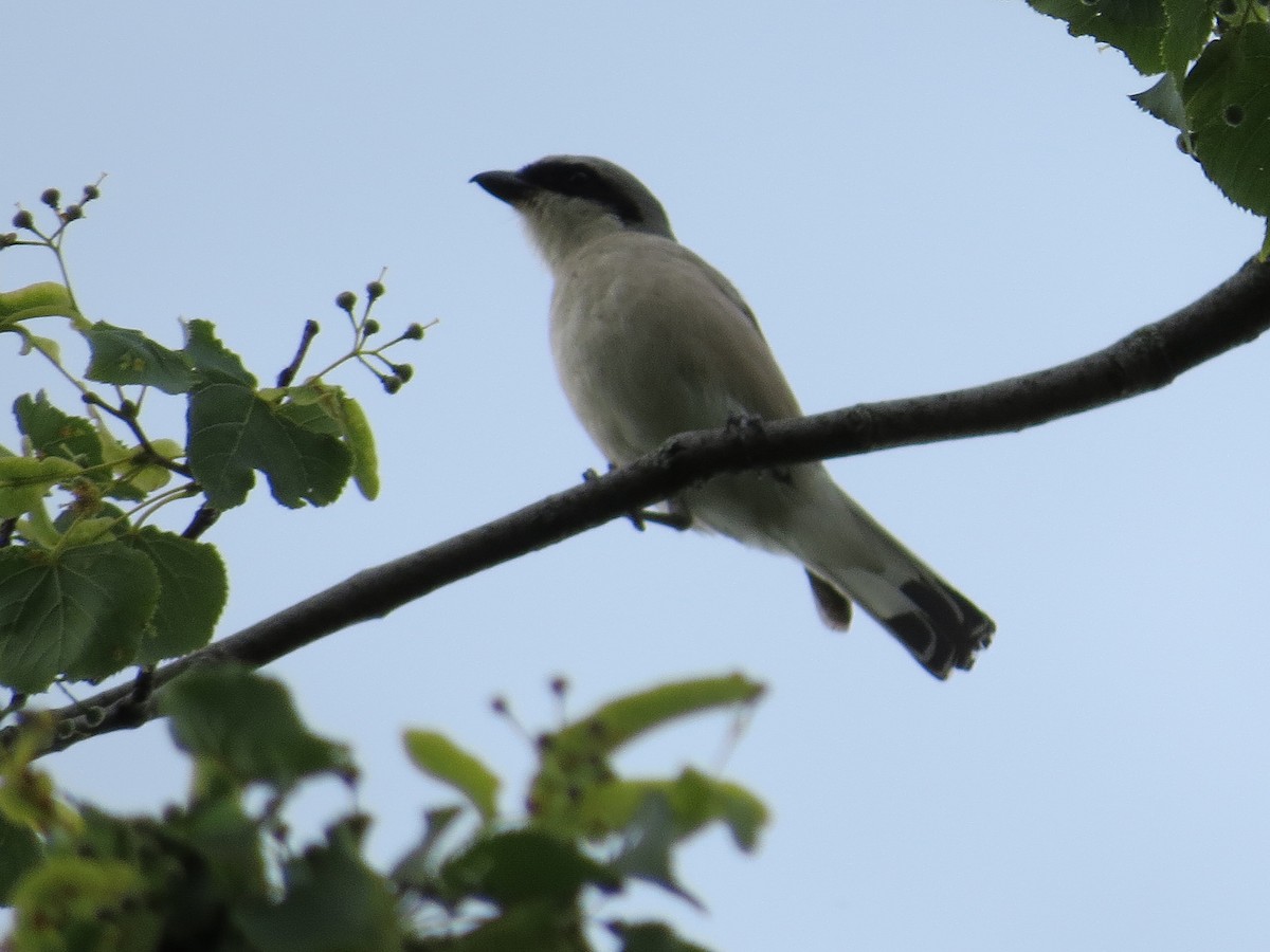 Red-backed Shrike - ML639260785