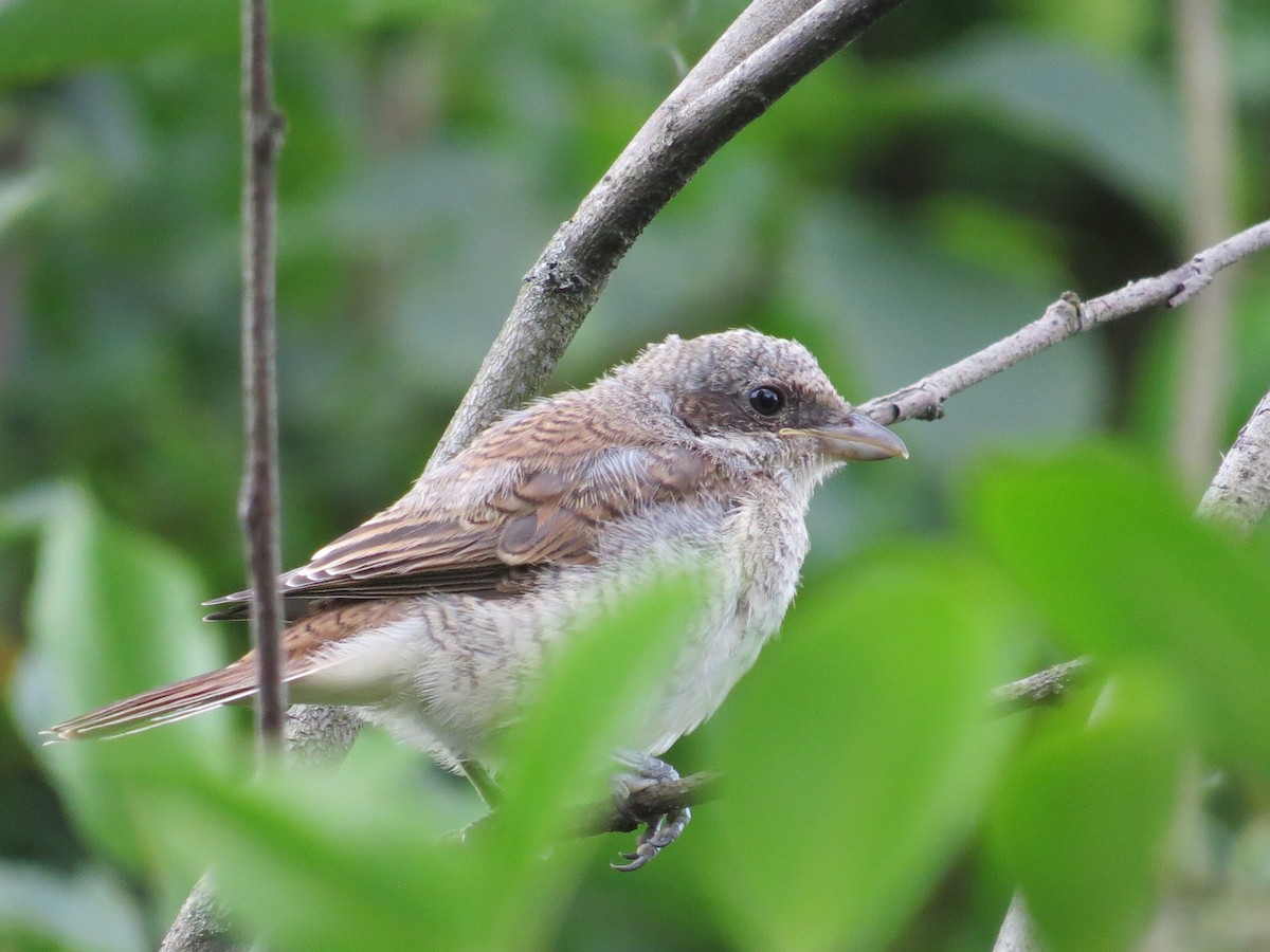 Red-backed Shrike - ML639260791