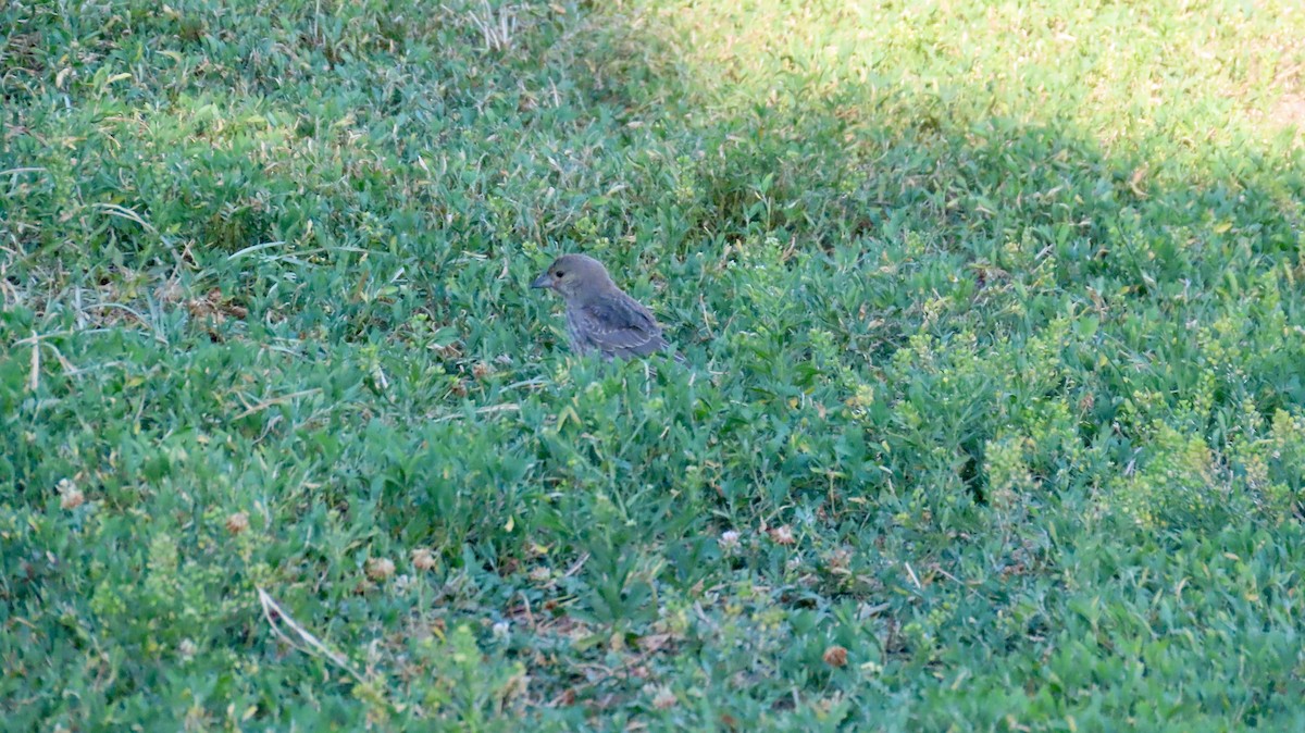 Brown-headed Cowbird - ML639260795