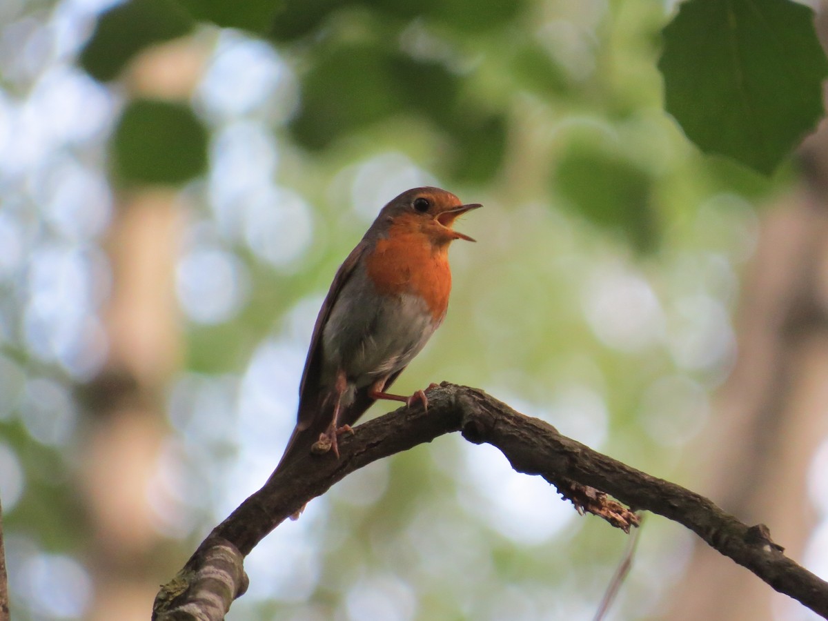 European Robin - ML639260796