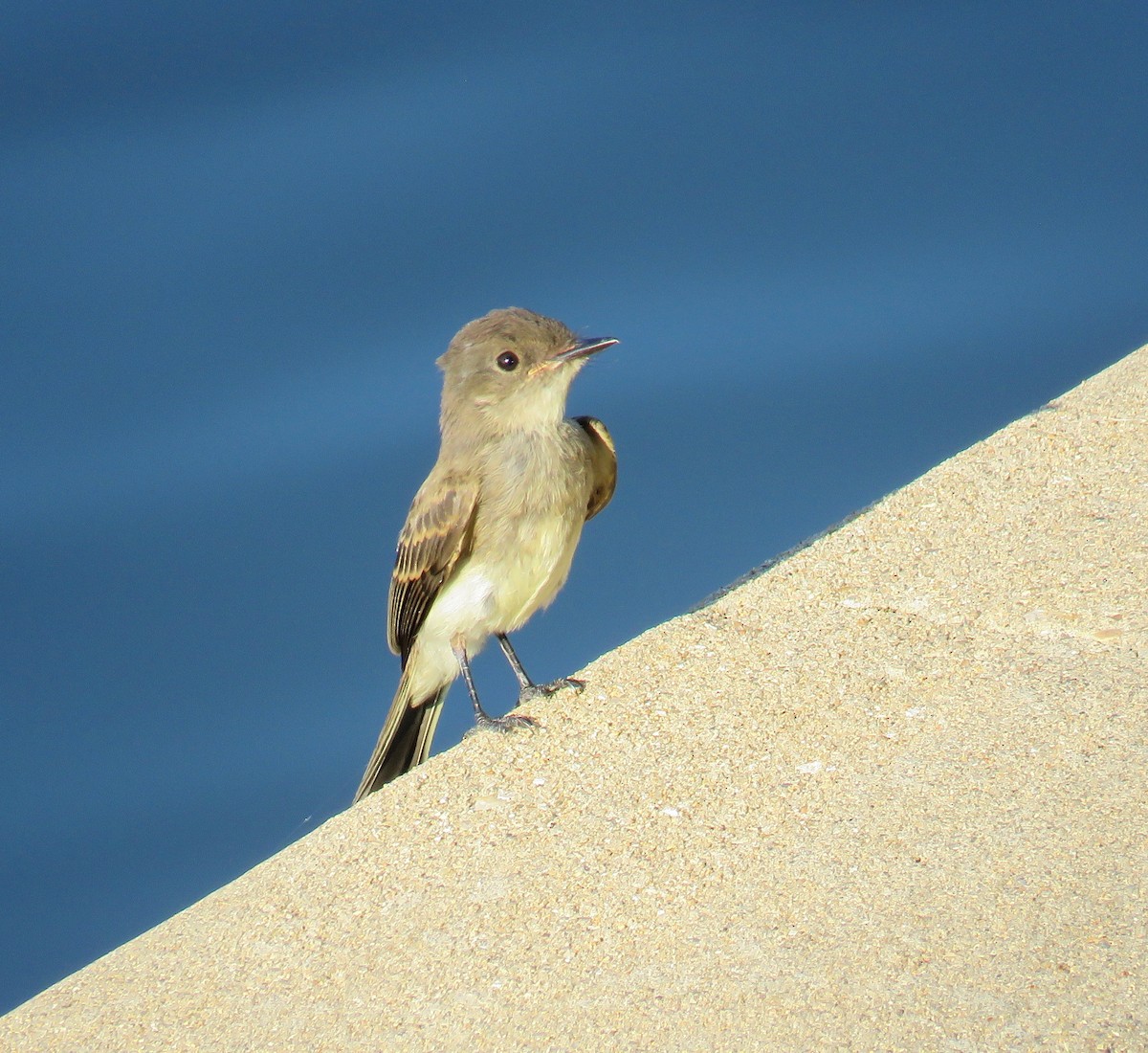 Eastern Phoebe - ML63926081