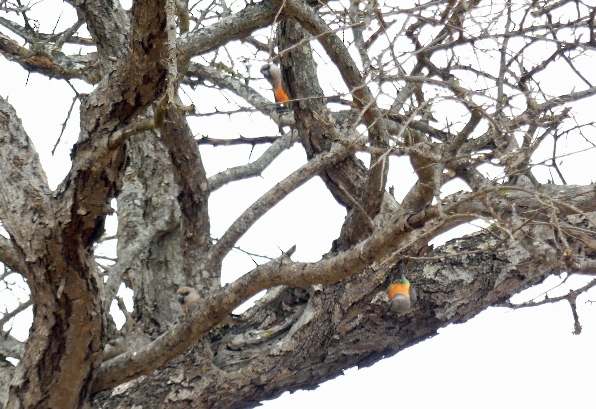 Red-bellied Parrot - ML639260821