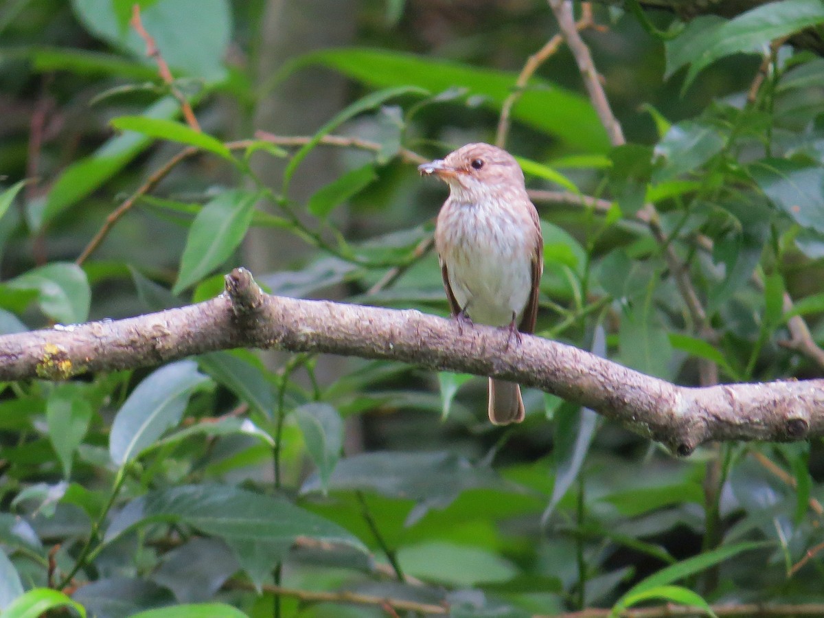 Spotted Flycatcher - ML639260845
