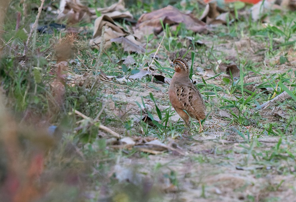 Jungle Bush-Quail - ML639260858