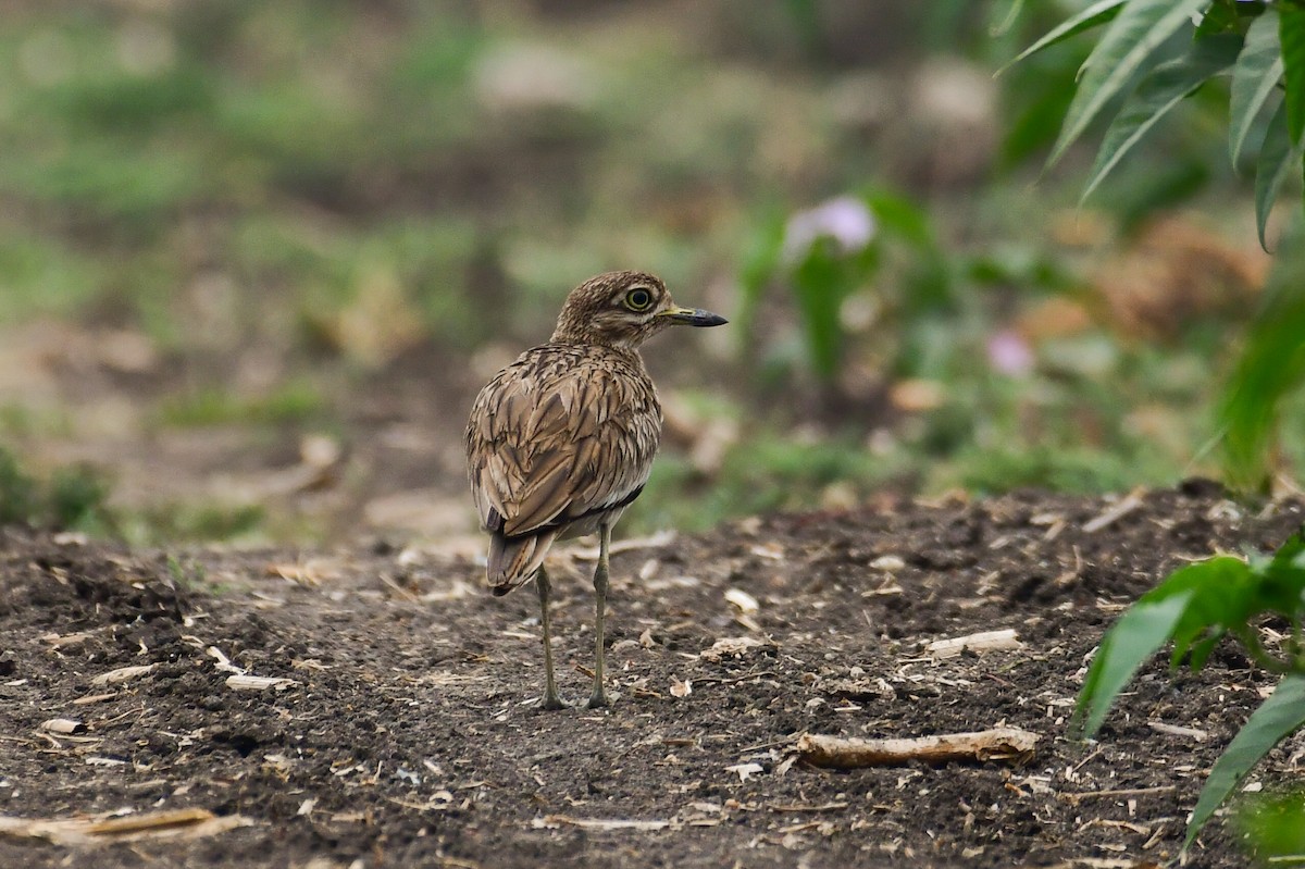 Senegal Thick-knee - ML639260962