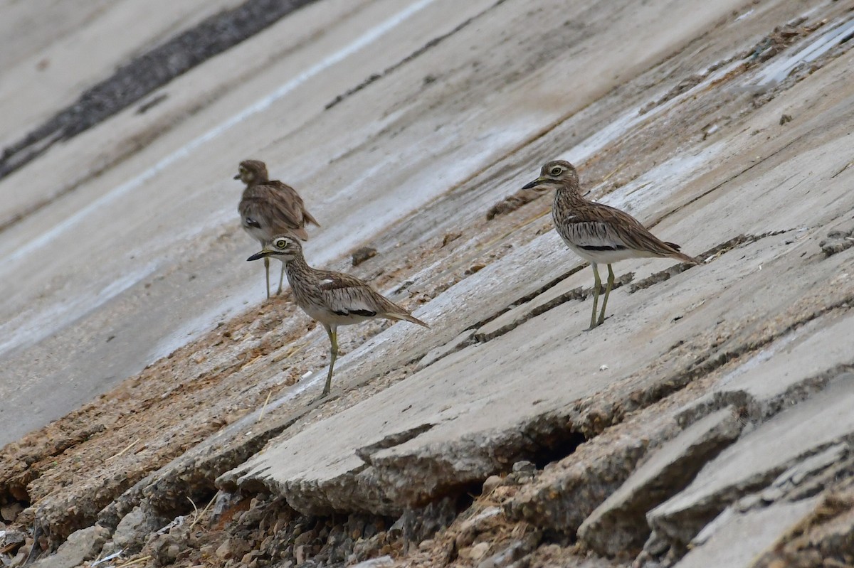 Senegal Thick-knee - ML639260963