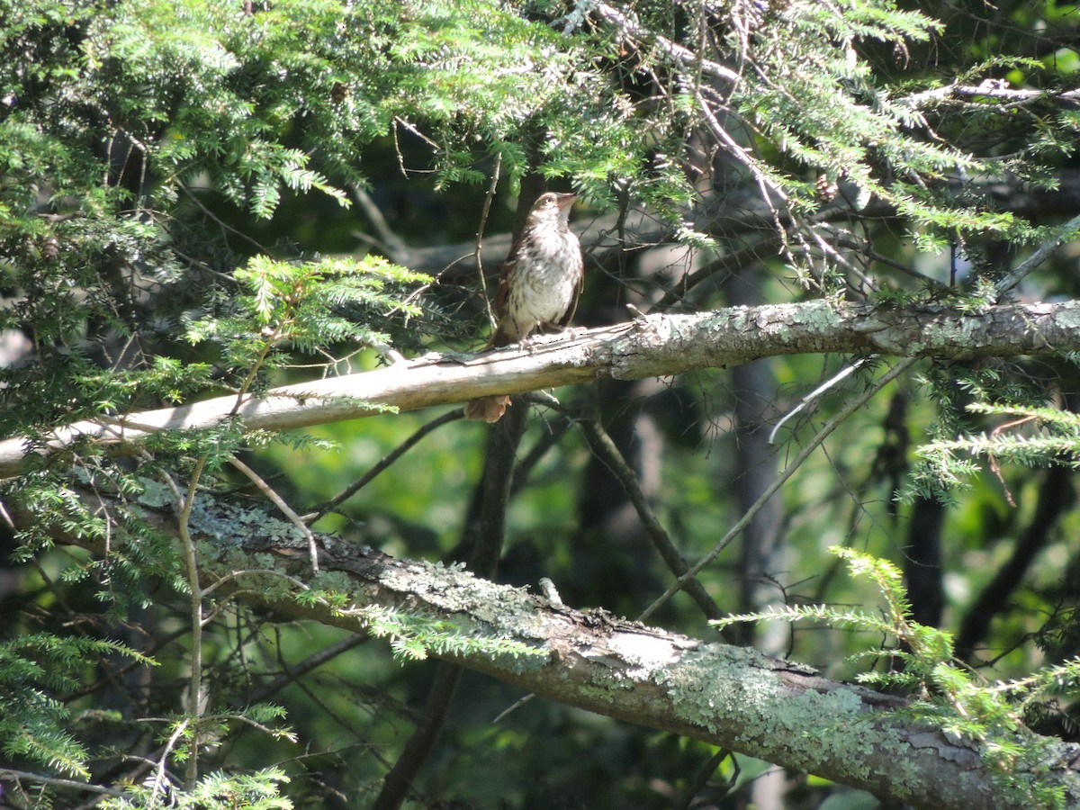 Brown Thrasher - ML639261000