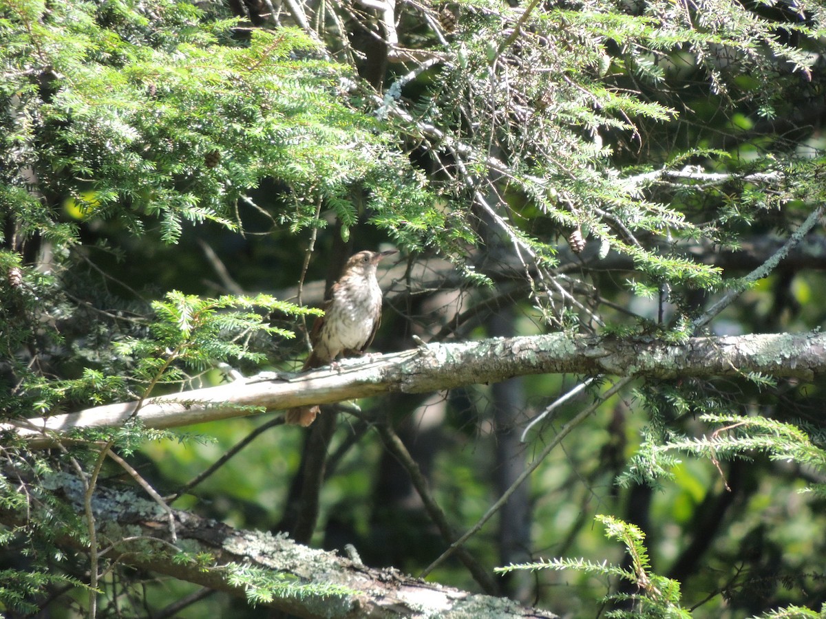 Brown Thrasher - ML639261001