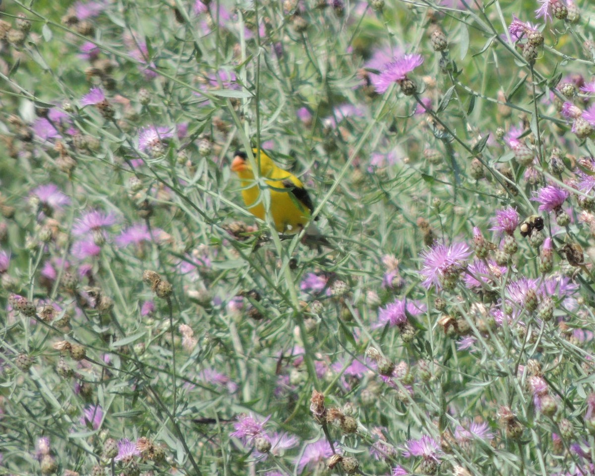 American Goldfinch - ML639261012