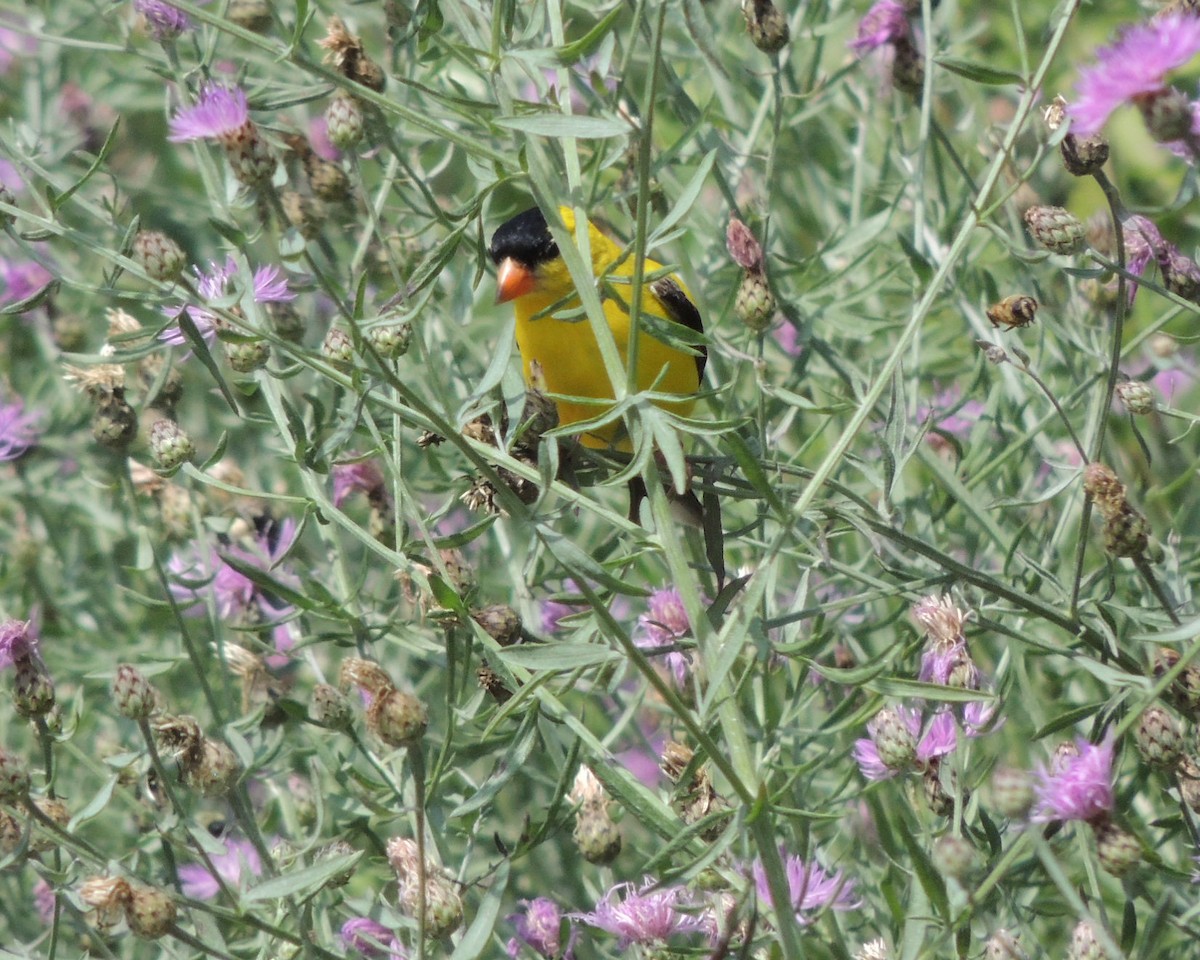 American Goldfinch - ML639261015