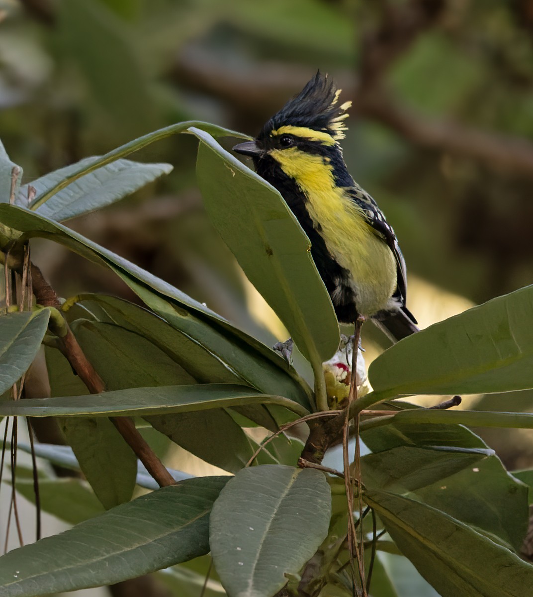 Himalayan Black-lored Tit - ML639261089