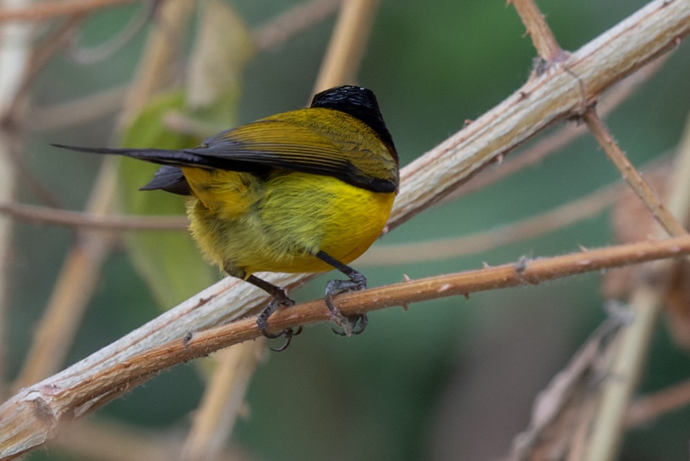 Green-tailed Sunbird - ML639261092