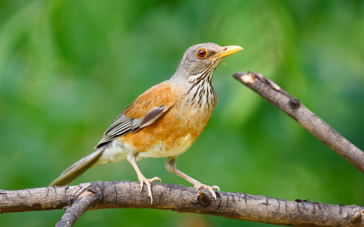 Rufous-backed Robin (Rufous-backed) - ML639261141