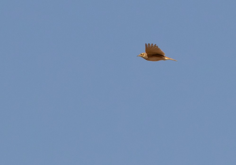 Indian Bushlark - ML639261217