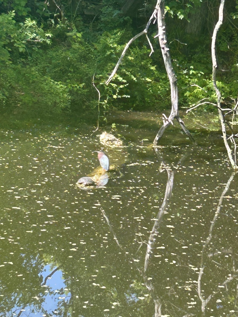 アメリカササゴイ - ML639261221