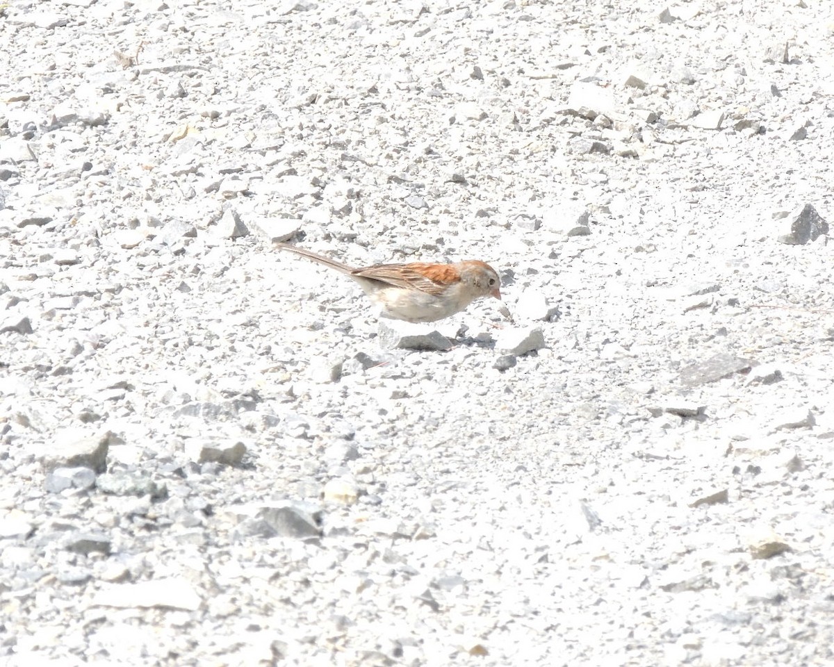 Field Sparrow - ML639261239