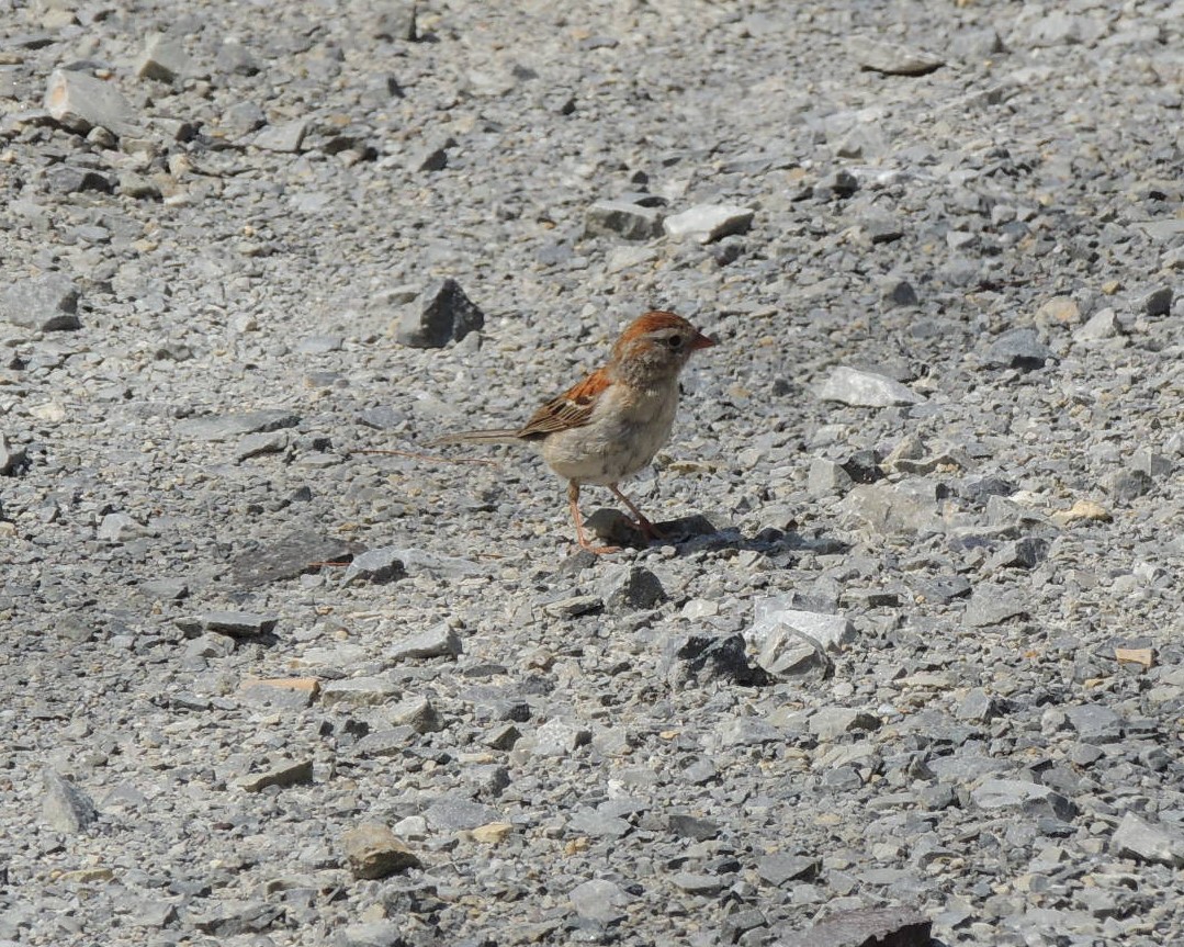 Field Sparrow - ML639261240