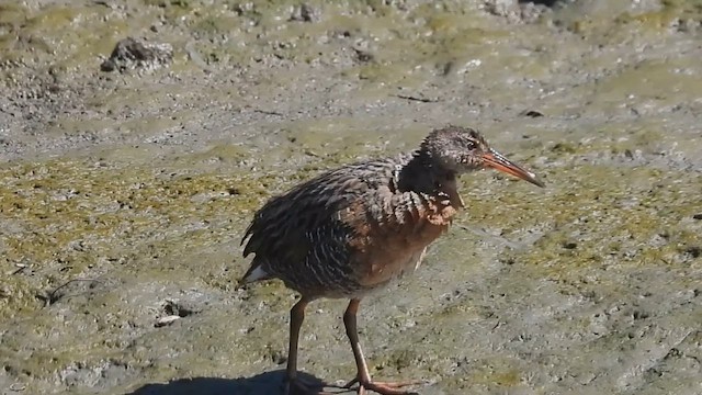 Ridgway's Rail - ML639261244