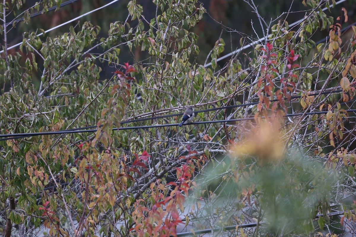 Brown Bullfinch - ML639261362