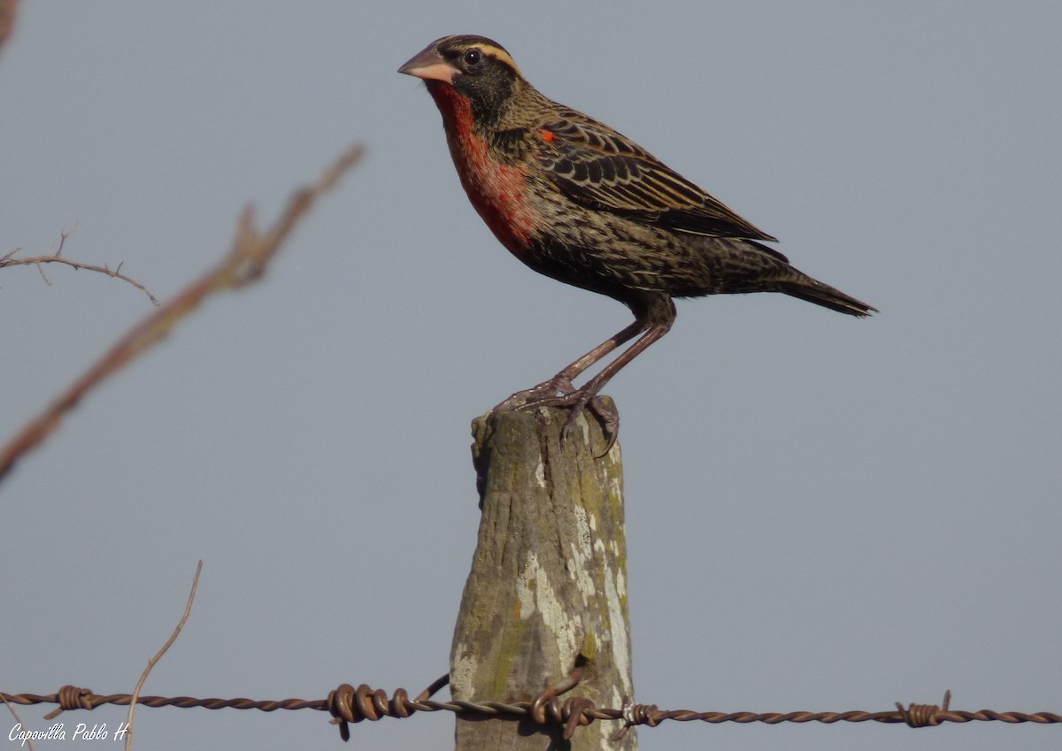 White-browed Meadowlark - ML63926141