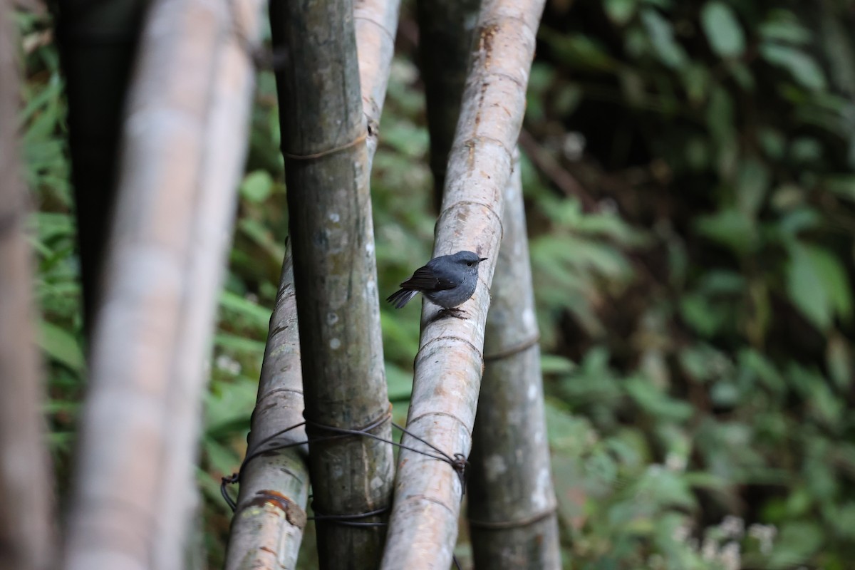 Plumbeous Redstart - ML639261491