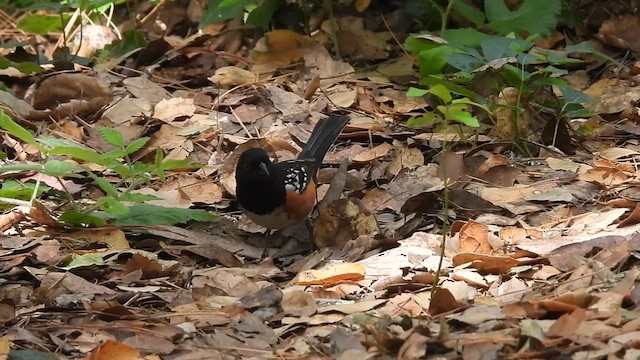 Spotted Towhee - ML639261507