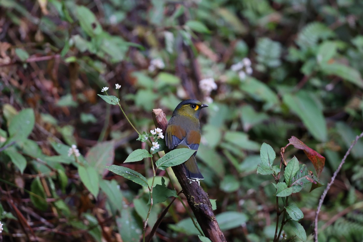 Taiwan Liocichla - ML639261544