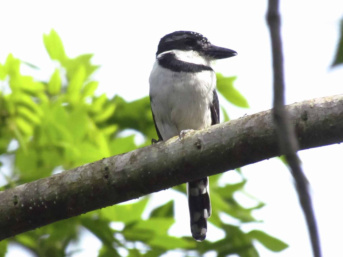 Pied Puffbird - ML63926171