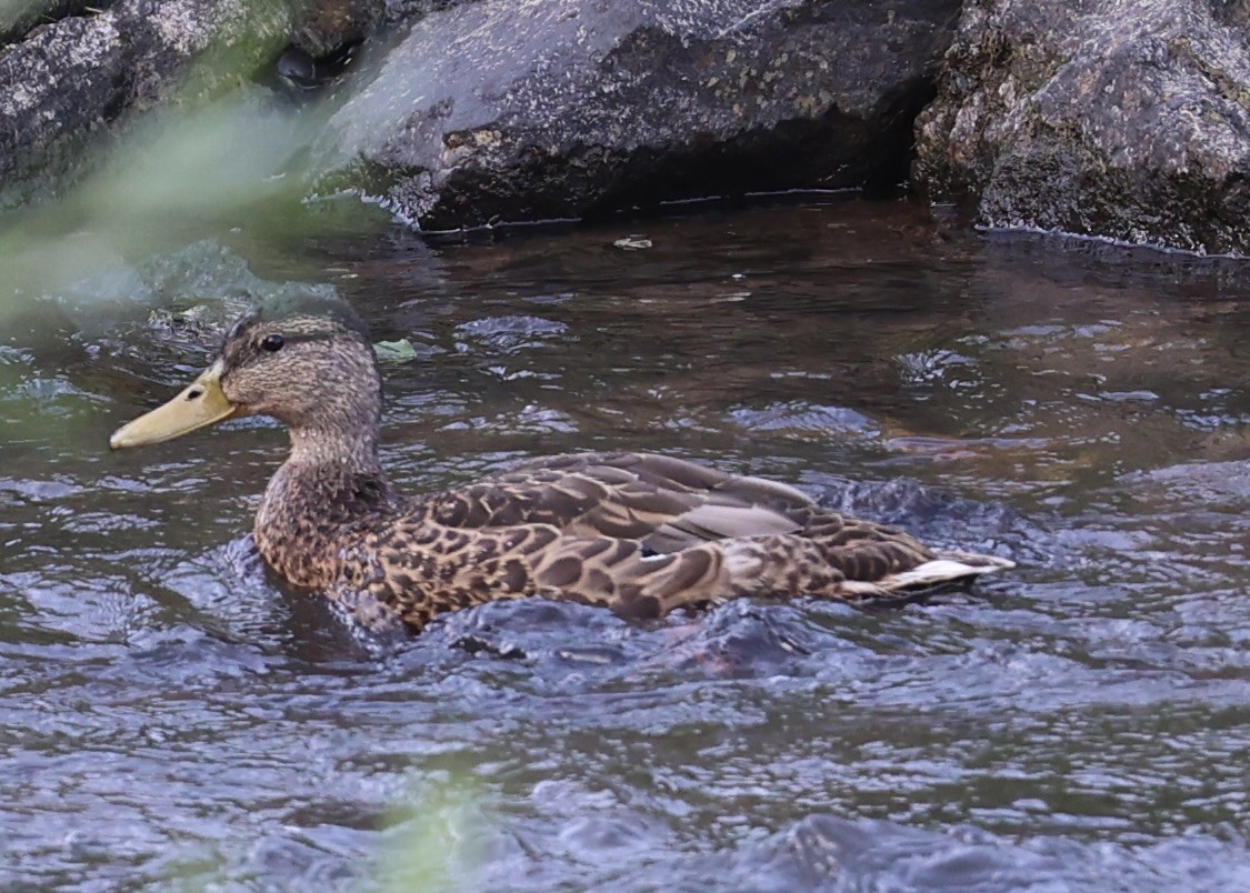 Mallard - ML639261853