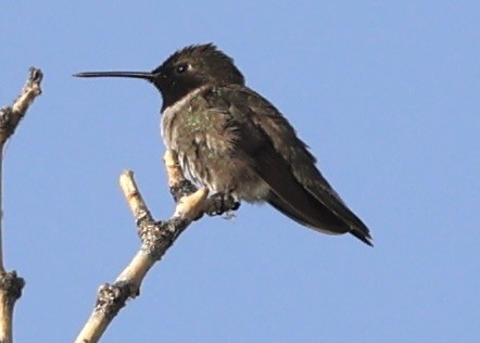Black-chinned Hummingbird - ML639261863