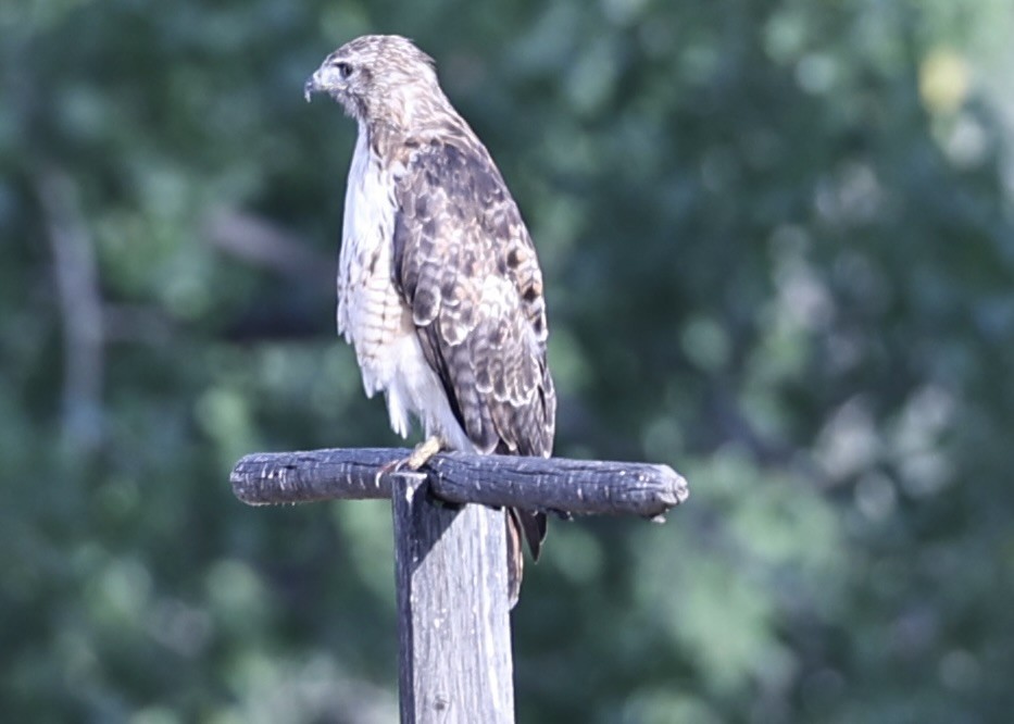 Red-tailed Hawk - ML639261874