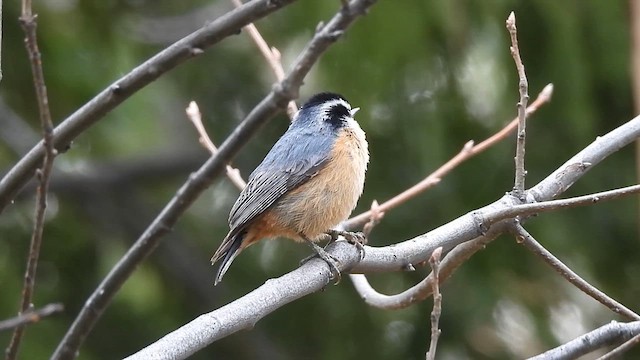 Red-breasted Nuthatch - ML639261886