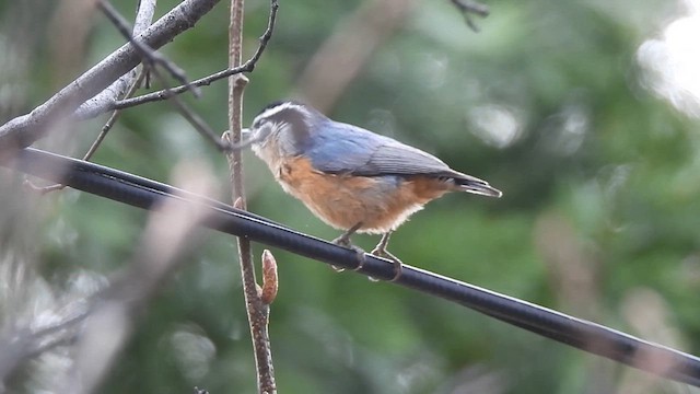 Red-breasted Nuthatch - ML639261887