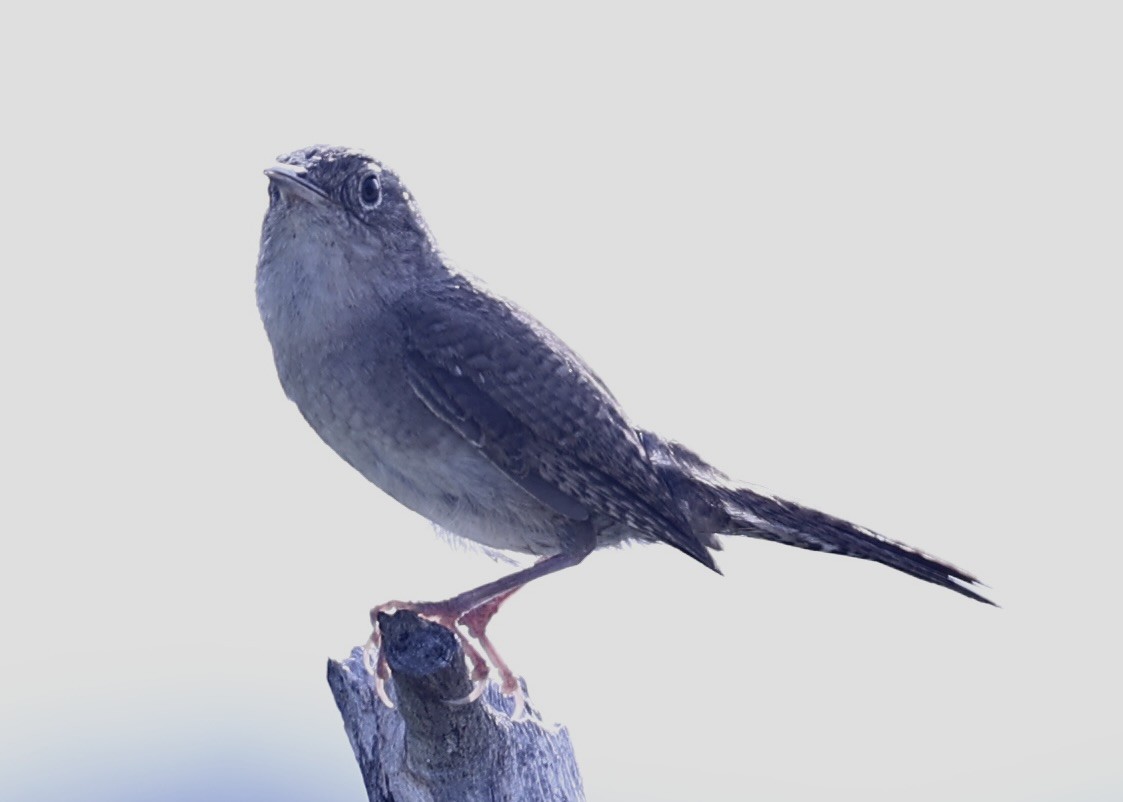 Northern House Wren - ML639261888