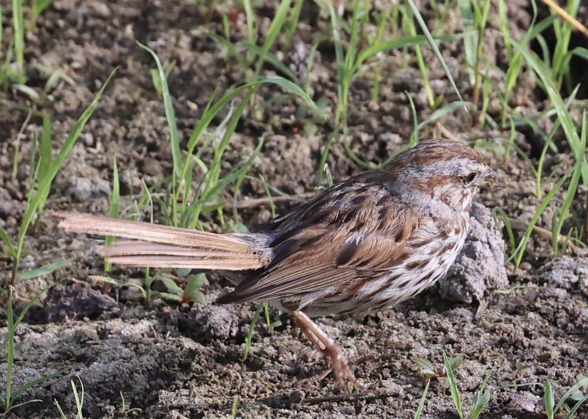 Song Sparrow - ML639261897