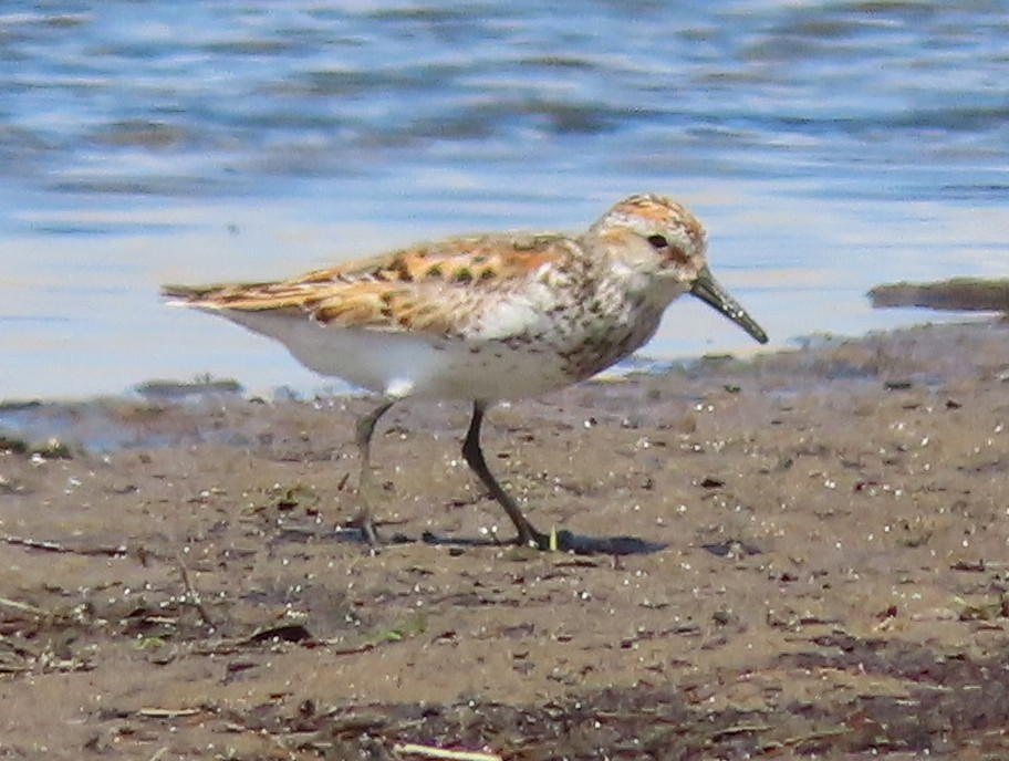 Western Sandpiper - ML639262128