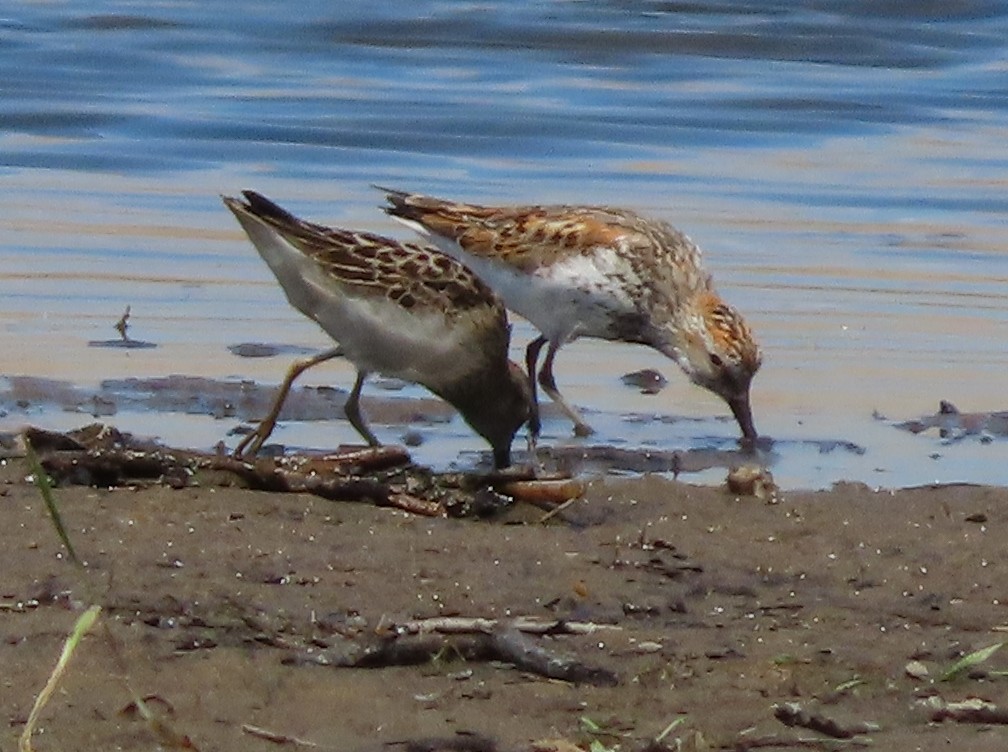 Western Sandpiper - ML639262130