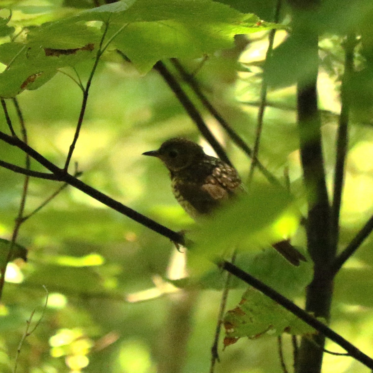 Catharus sp. - ML639262222