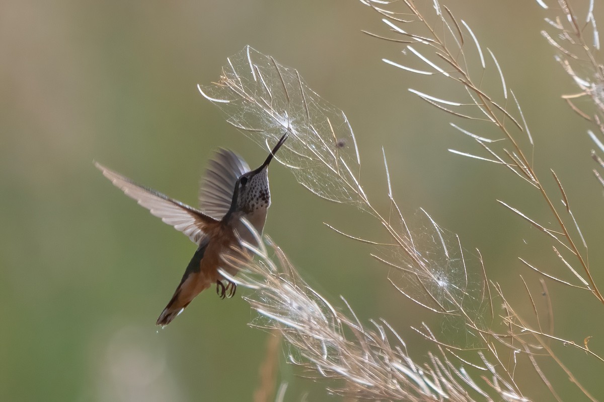 Rufous Hummingbird - ML639262245