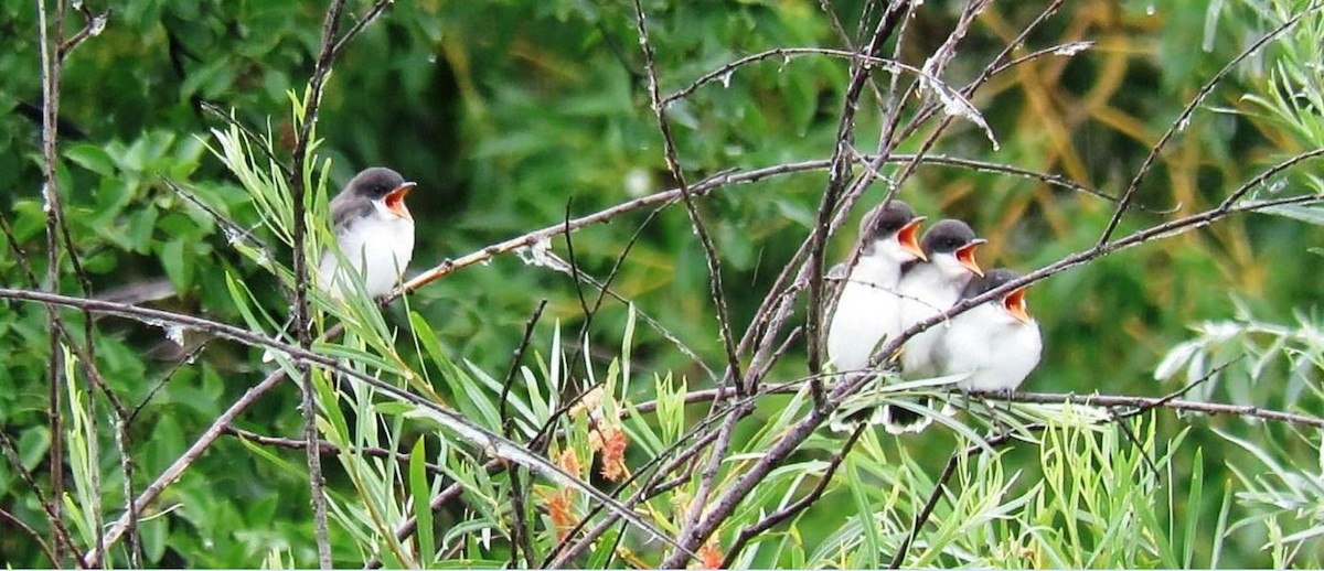 Eastern Kingbird - ML639262273