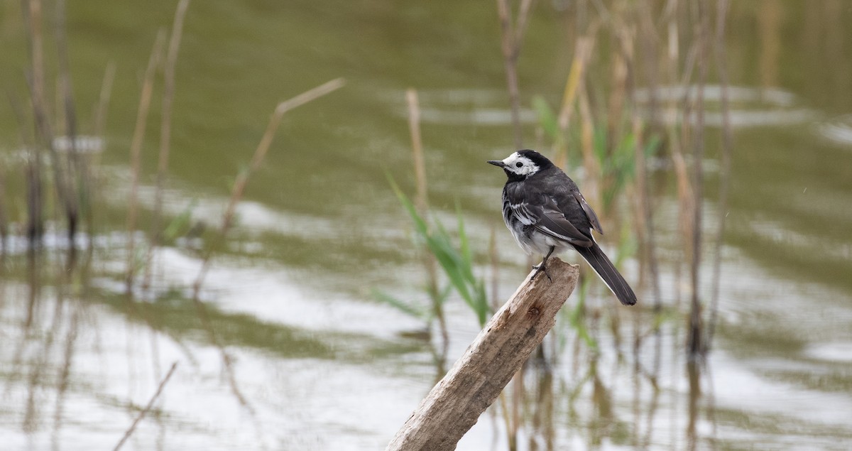 White Wagtail (British) - ML639262313