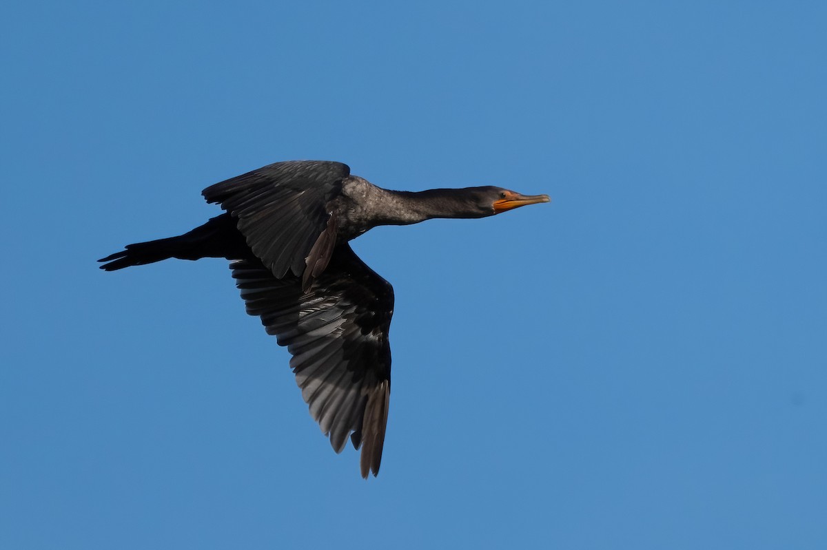 Double-crested Cormorant - ML639262314