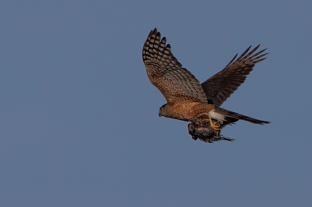 Cooper's Hawk - ML639262318