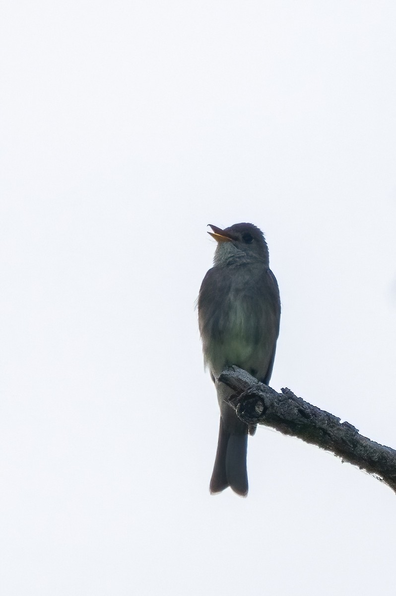 Western Wood-Pewee - ML639262322